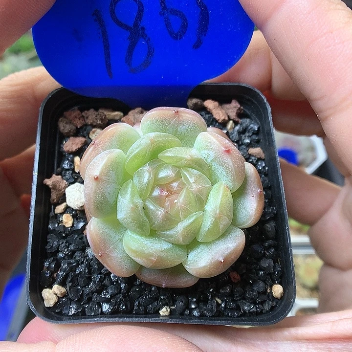 白色恋人单头1863