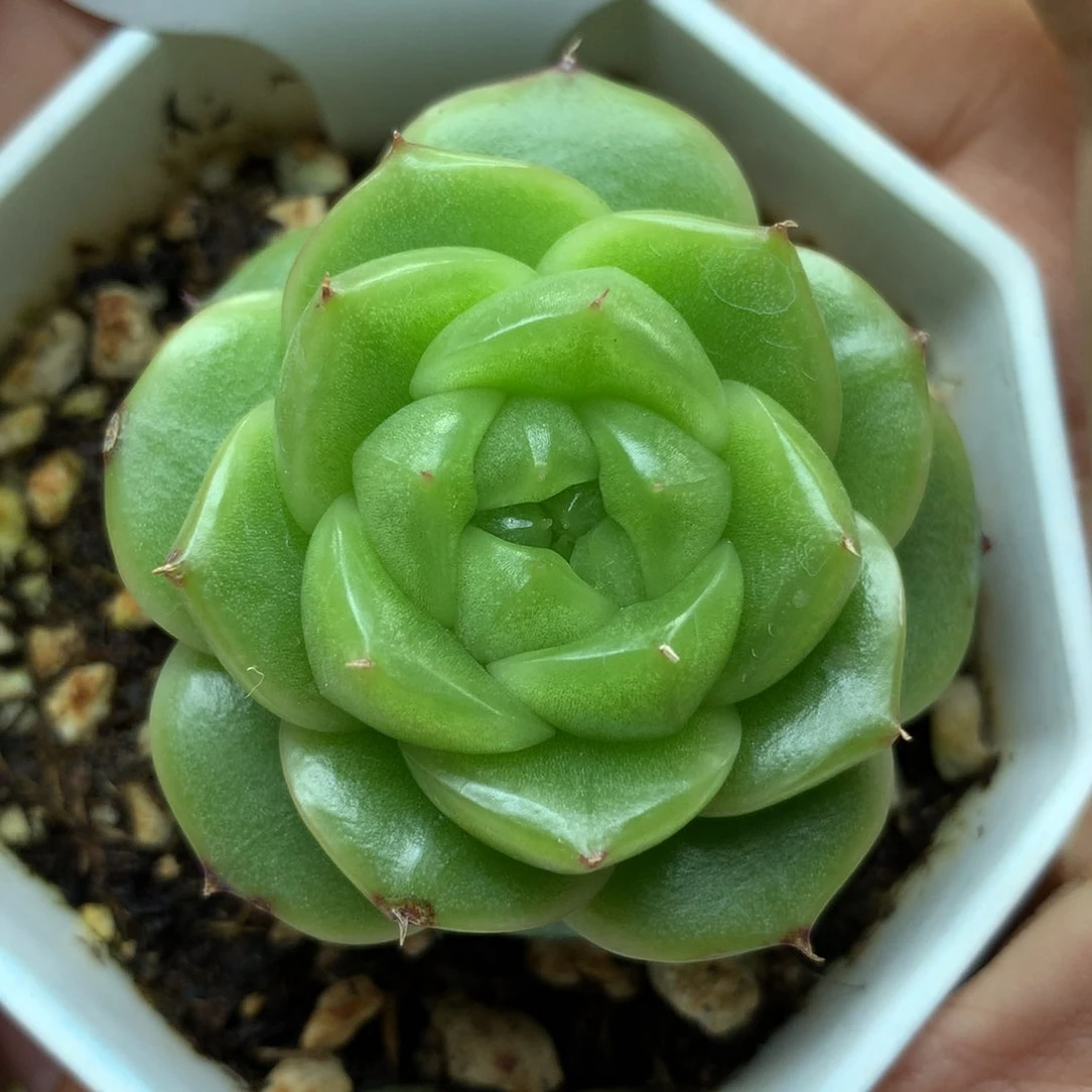 玉蕊珍妮单头351