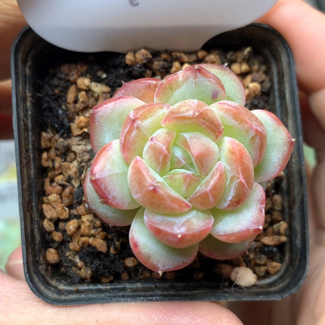 红油透暗纹珍妮单头715