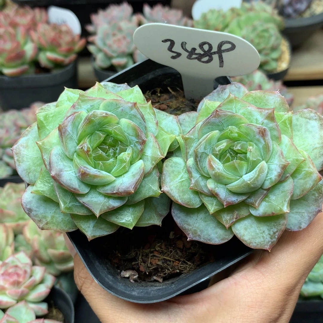 X****_珍妮老桩专拍3489