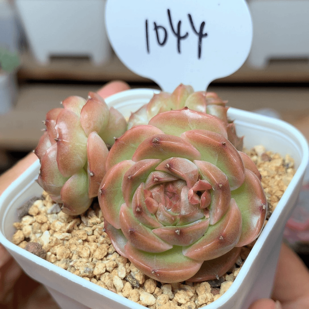 油透珍妮群1044可拍