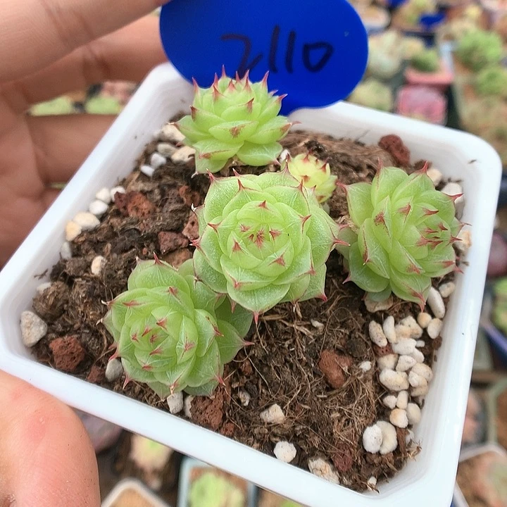 油透边线珍妮老桩2110
