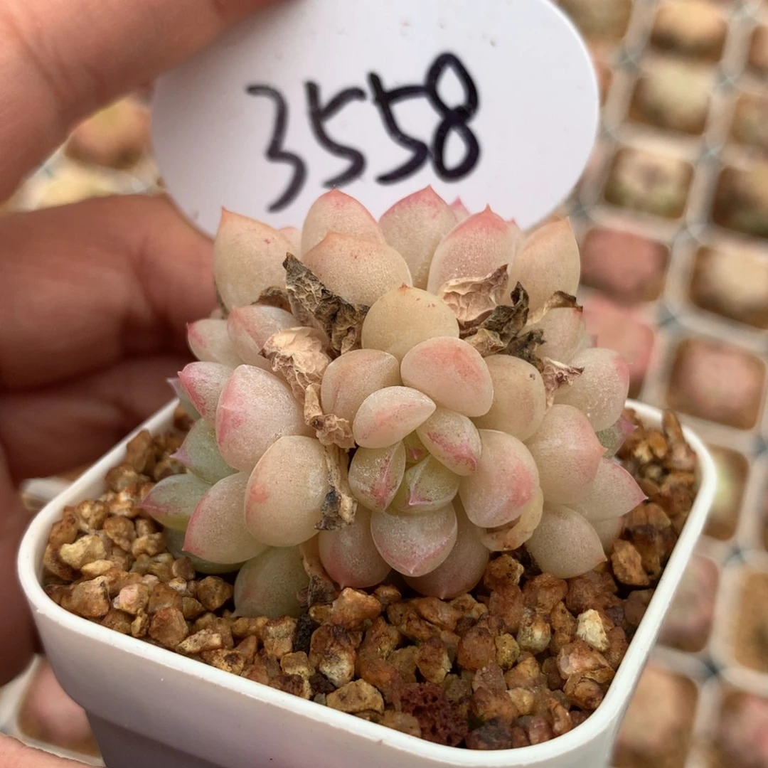 4头群水果糖单头3558