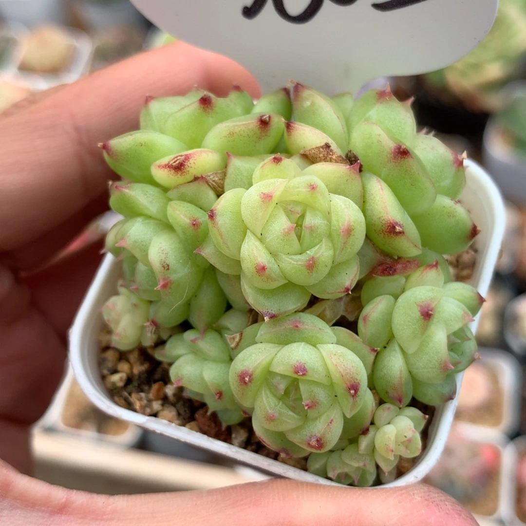 蜜蜡珍妮麦秆群3605