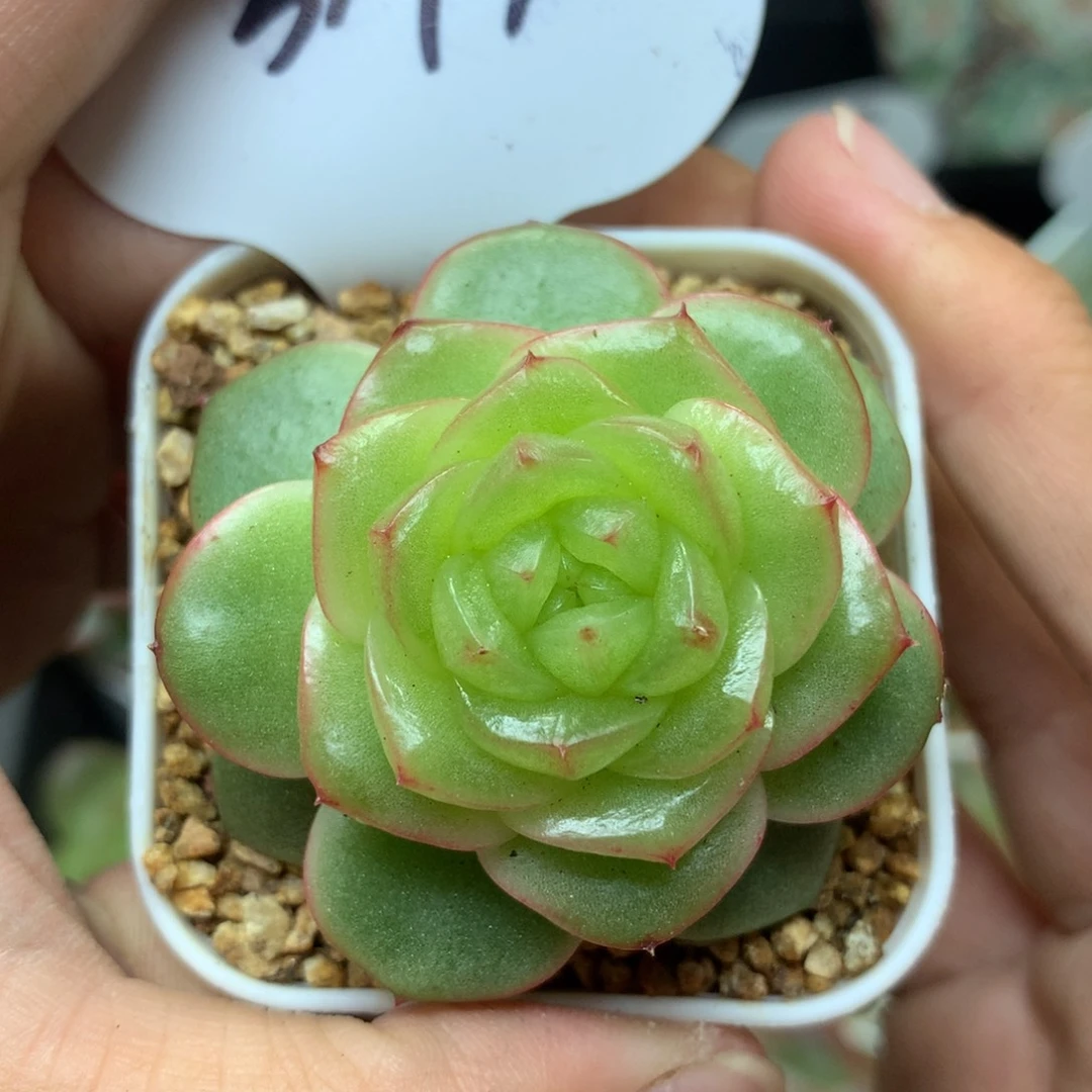 玉芷珍妮单头3179