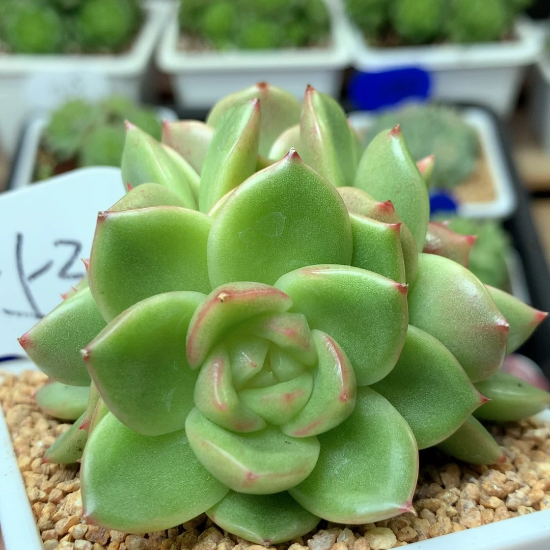 4头玉芷珍妮群553