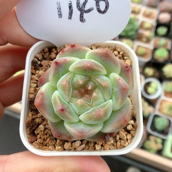 熊猫脸冰魄单头1140