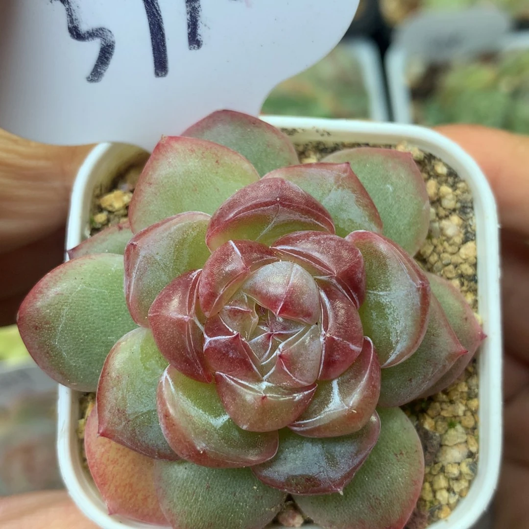 钻石珍妮单头3996