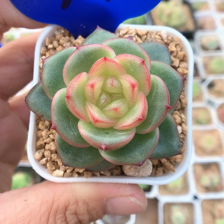 玉芷珍妮单头2091