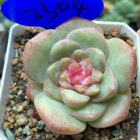 粉透钻心纯爱2304