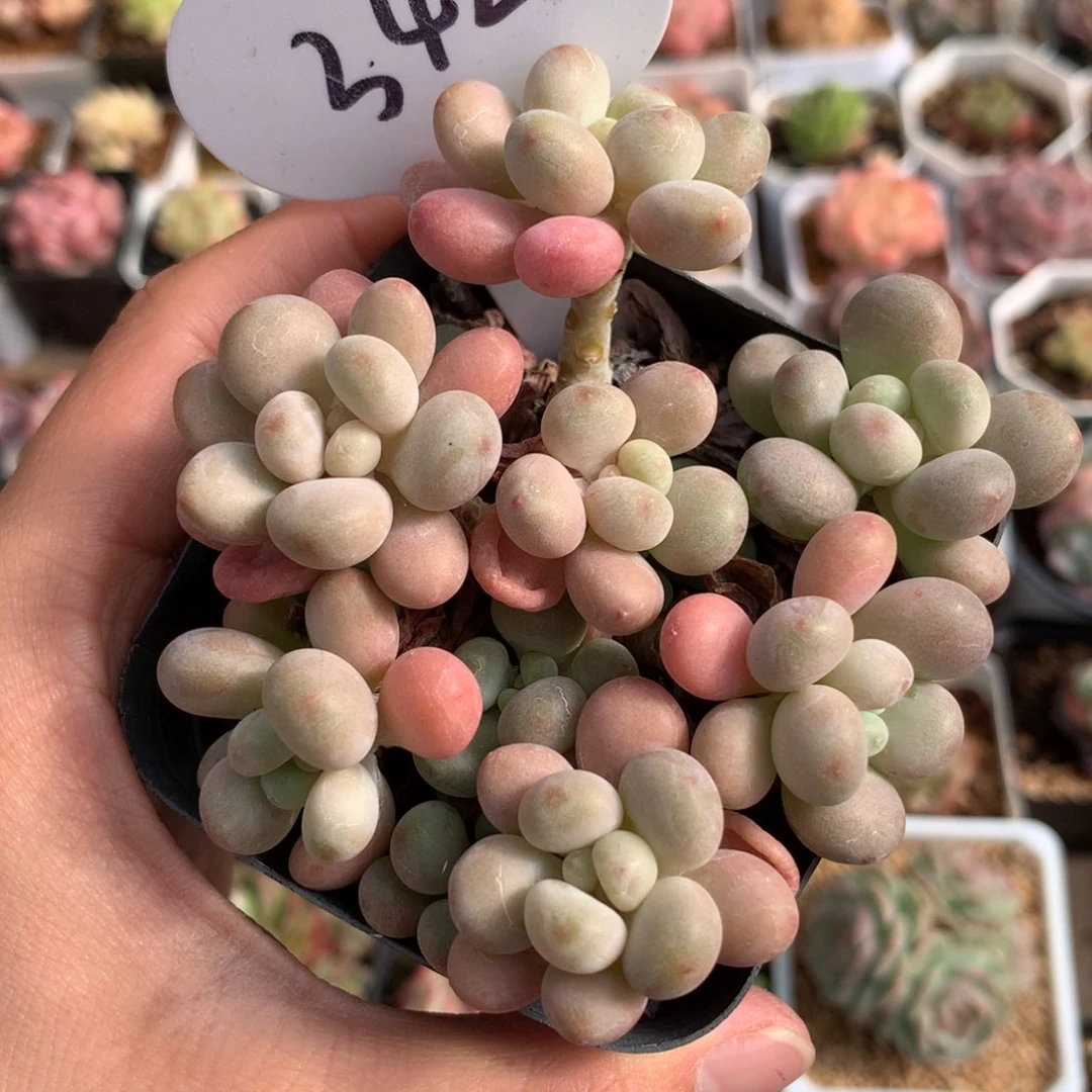 鱼子酱捧花老桩3421