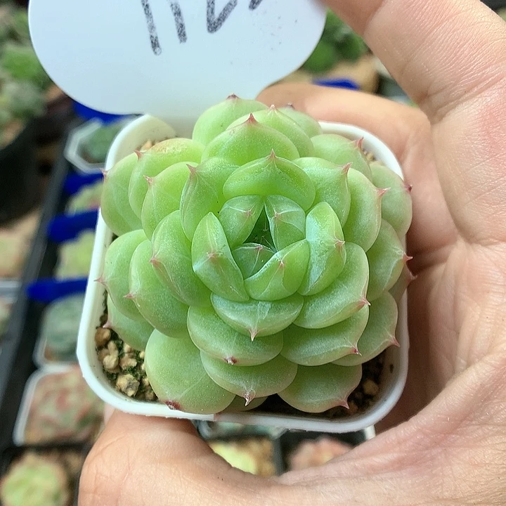 油透珍妮单头1122