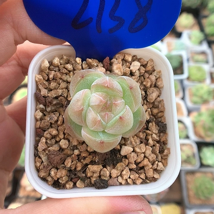 灯泡心珍妮单头2138多肉