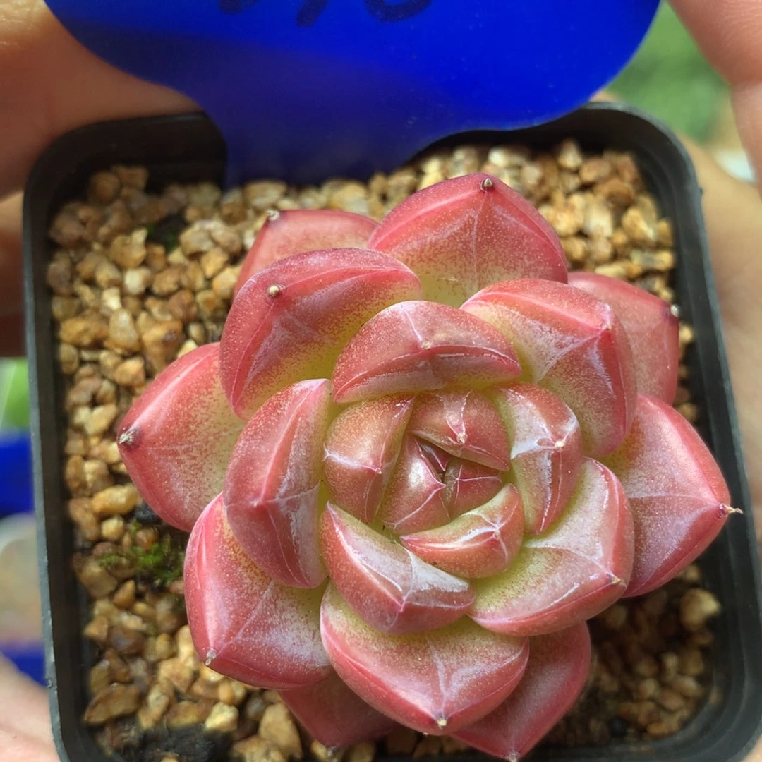 红钻心珍妮单头2780