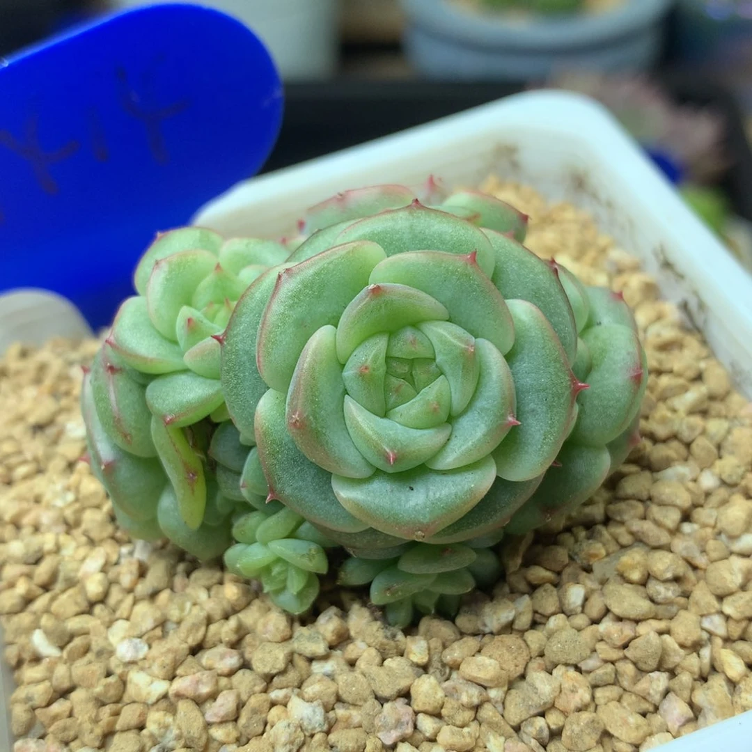 定繁珍妮麦秆群1414