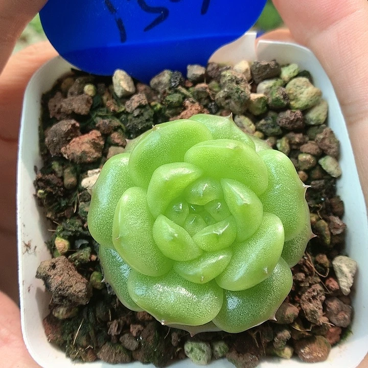 灯泡珍妮单头1504