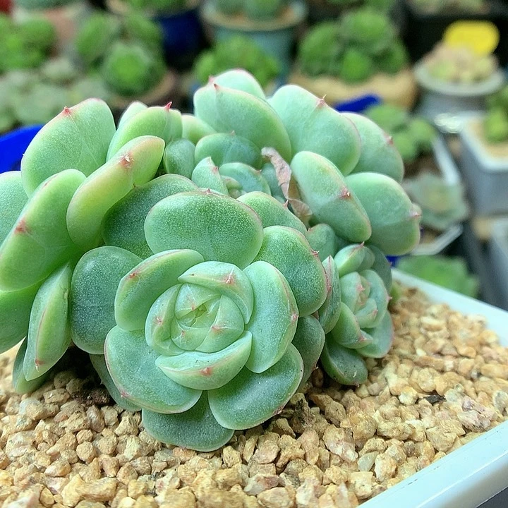 白芷珍妮5头群2086
