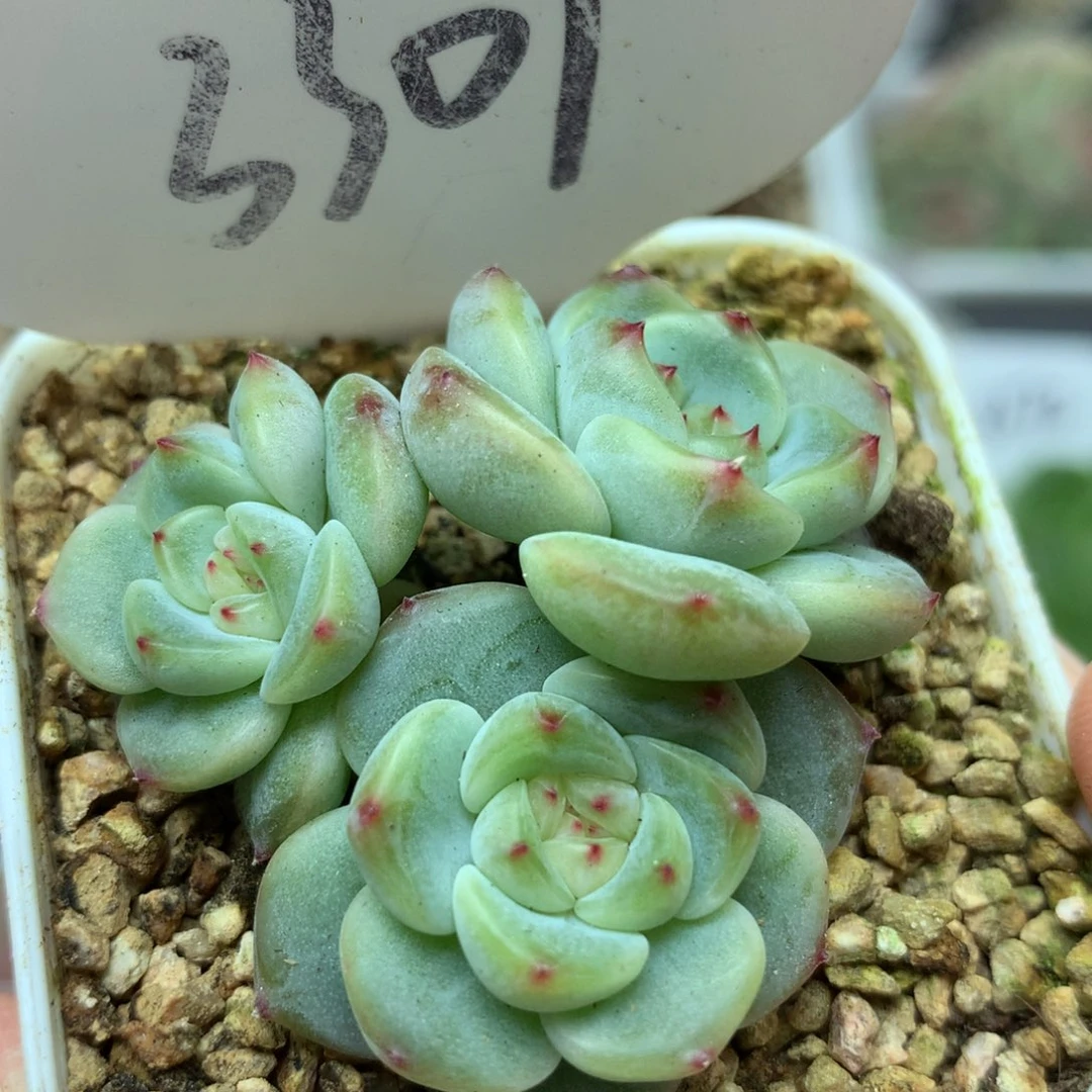 甜心e3头可拍3301