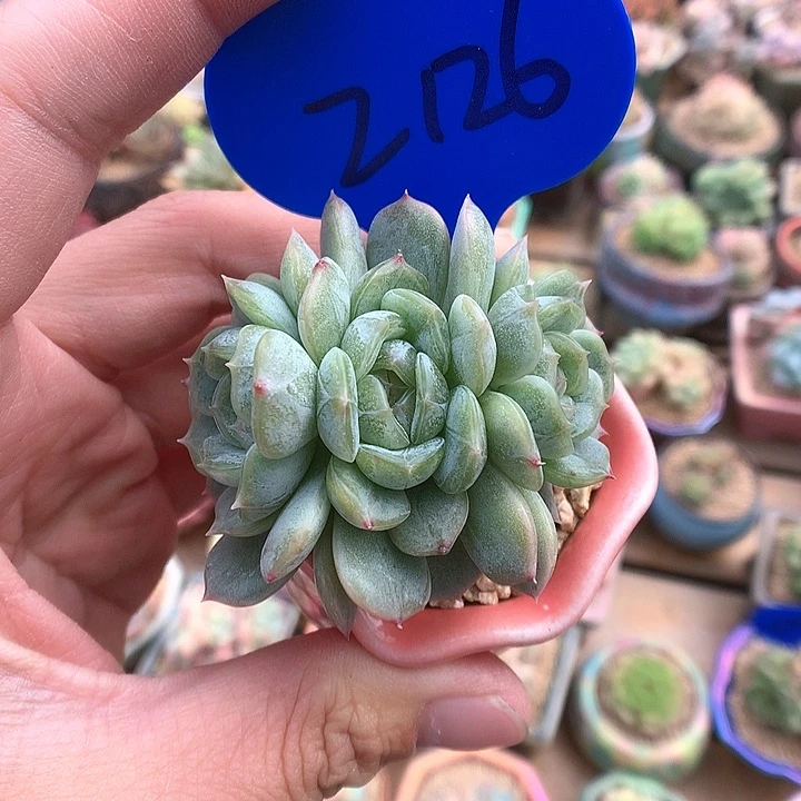 白色恋人朵朵缀2126