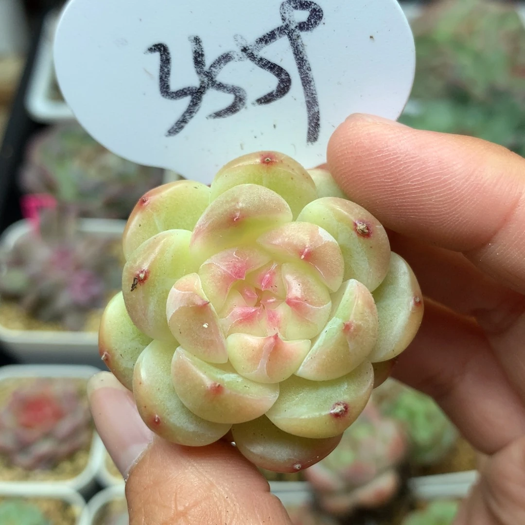 白油透心珍妮3559