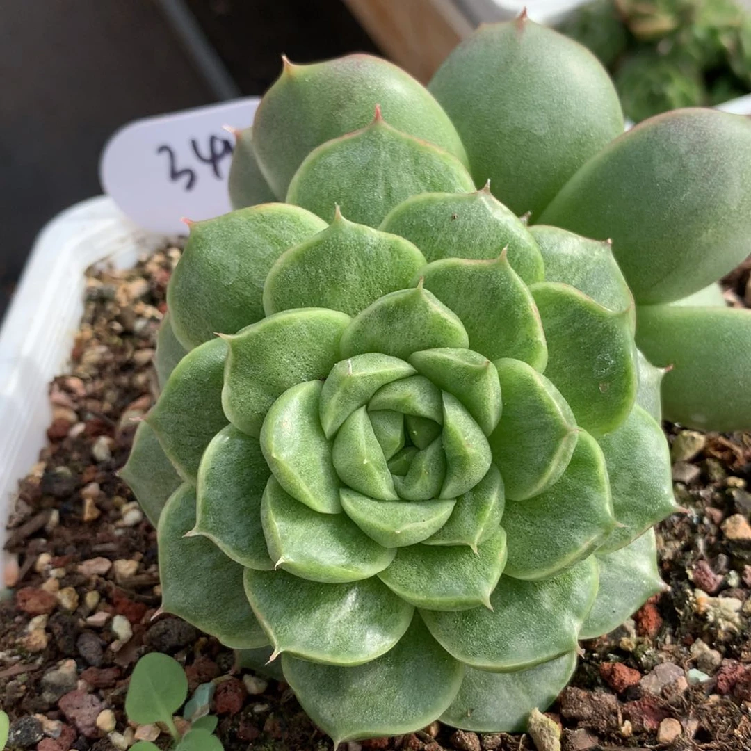 粉冷翠石化锦群3411