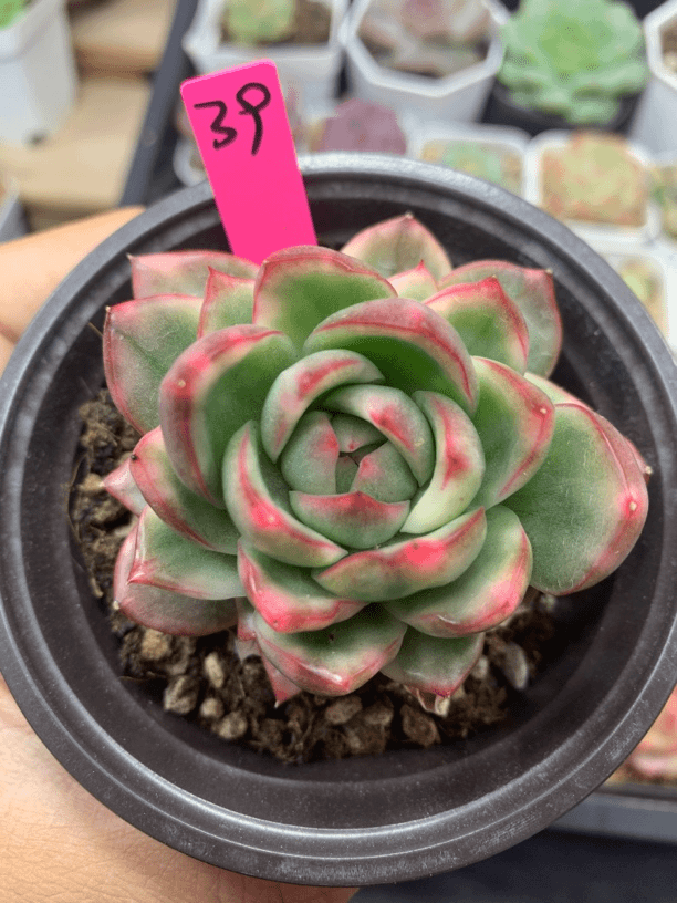 水晶珍妮锦单头多肉植物39