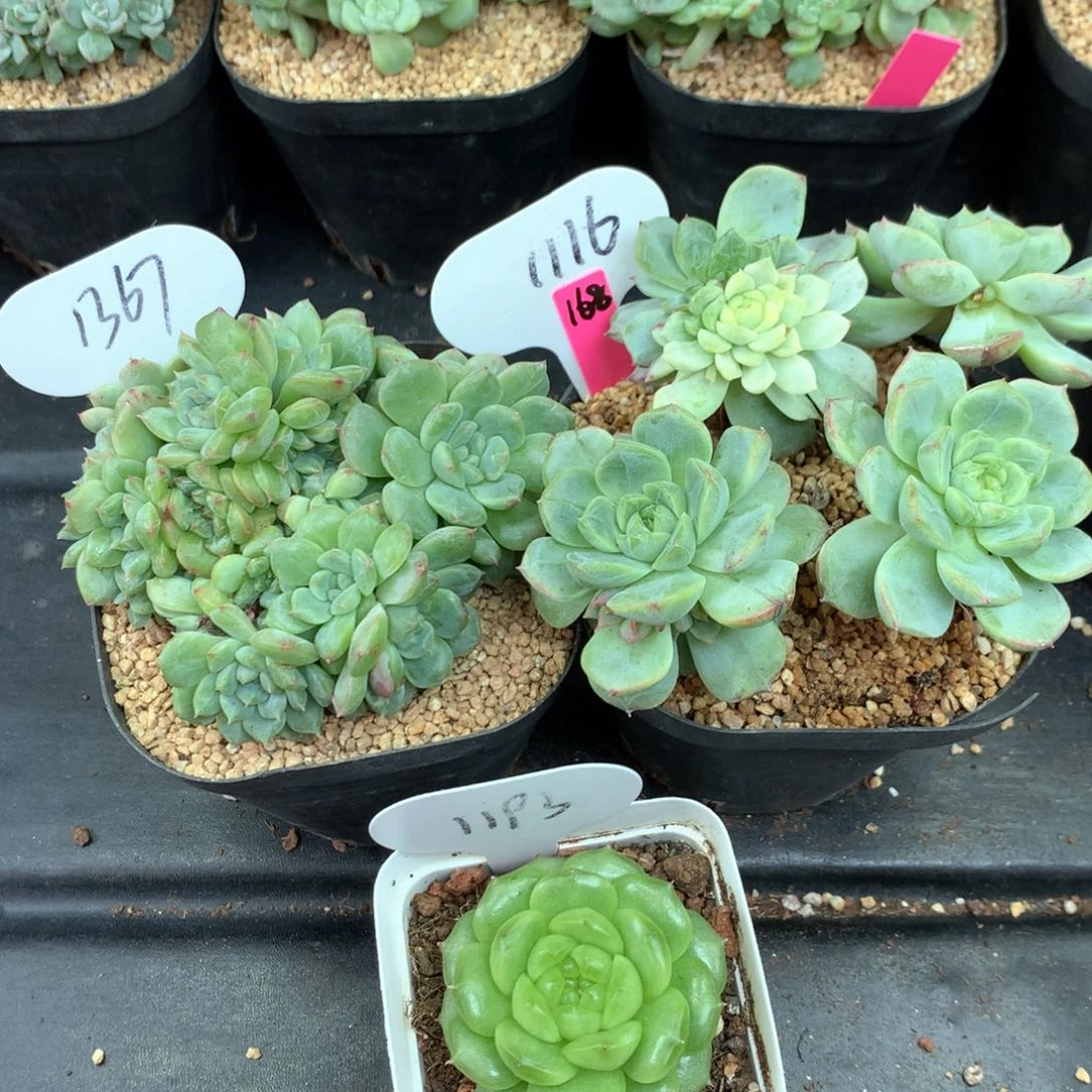 ?****?珍妮3颗专拍1367.1116.1193