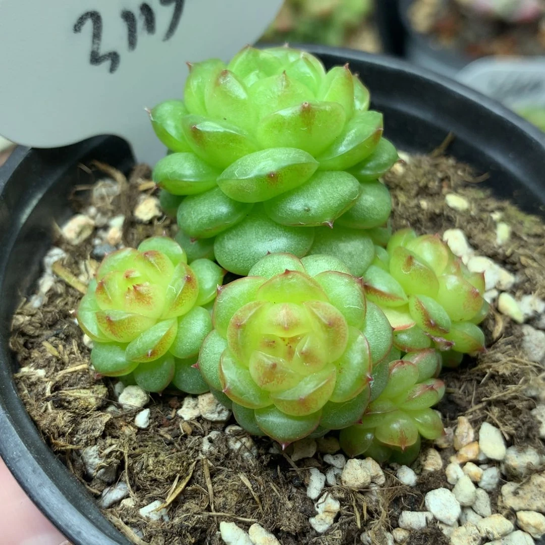 灯泡珍妮自然群3113