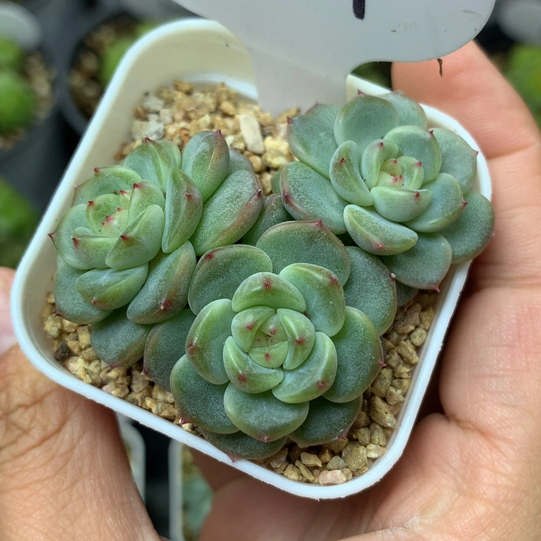 热***༽甜心e3头专拍3481