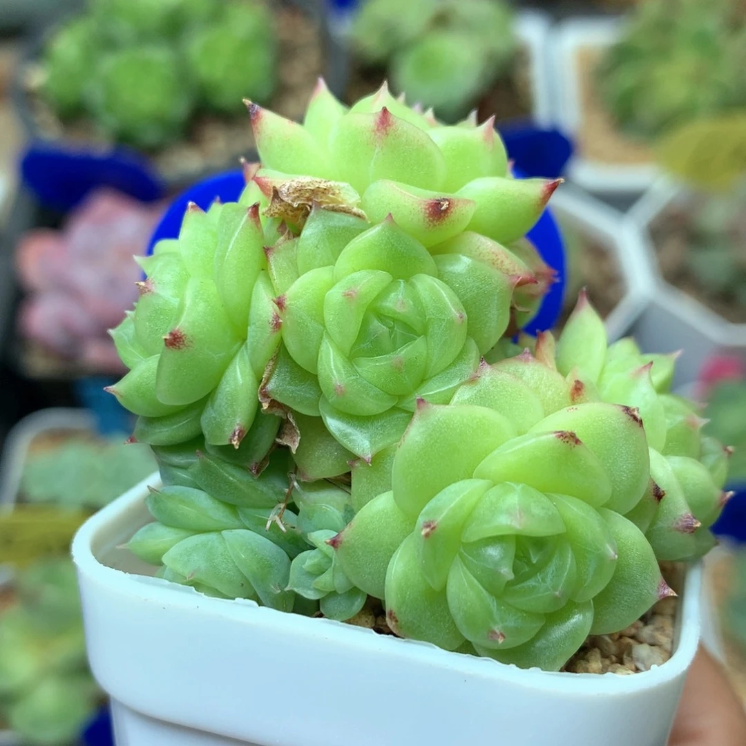 12头蜜蜡珍妮麦秆捧花2062
