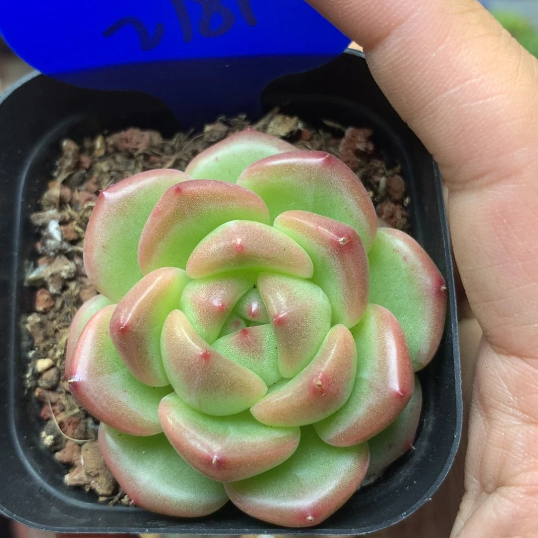粉油透珍妮单头2781多肉