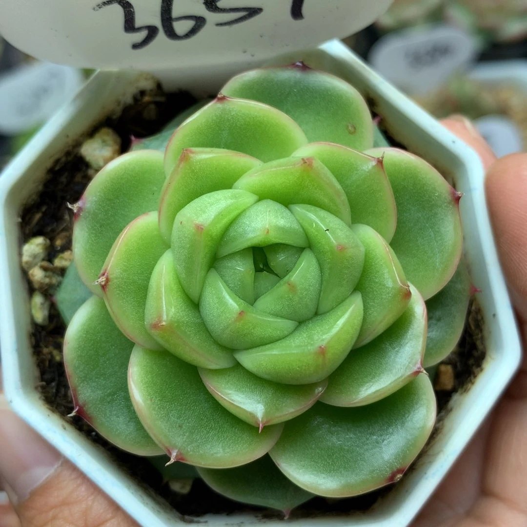 绿油透圆叶珍妮3657