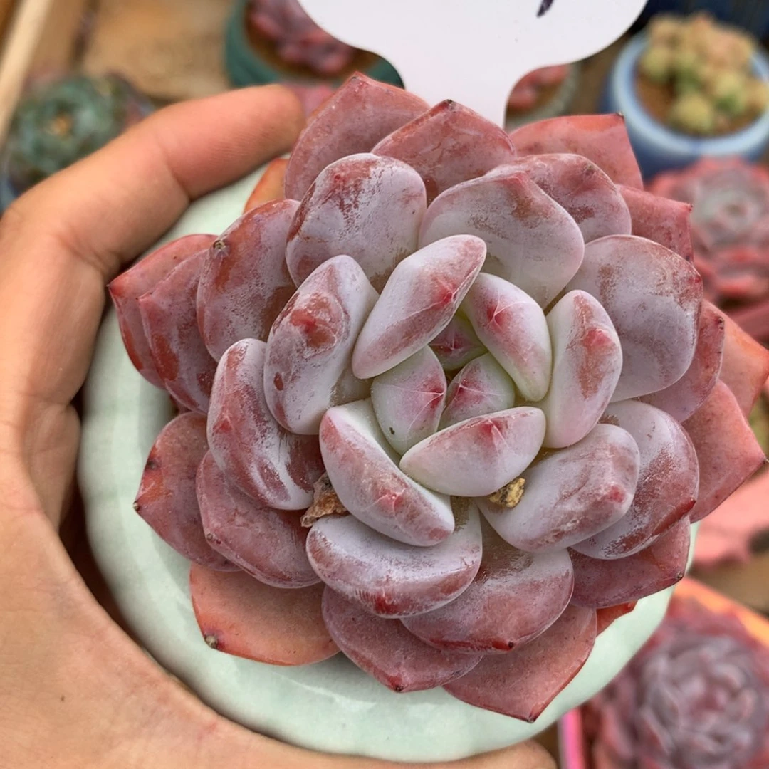 韩货橙梦露单头老桩3679