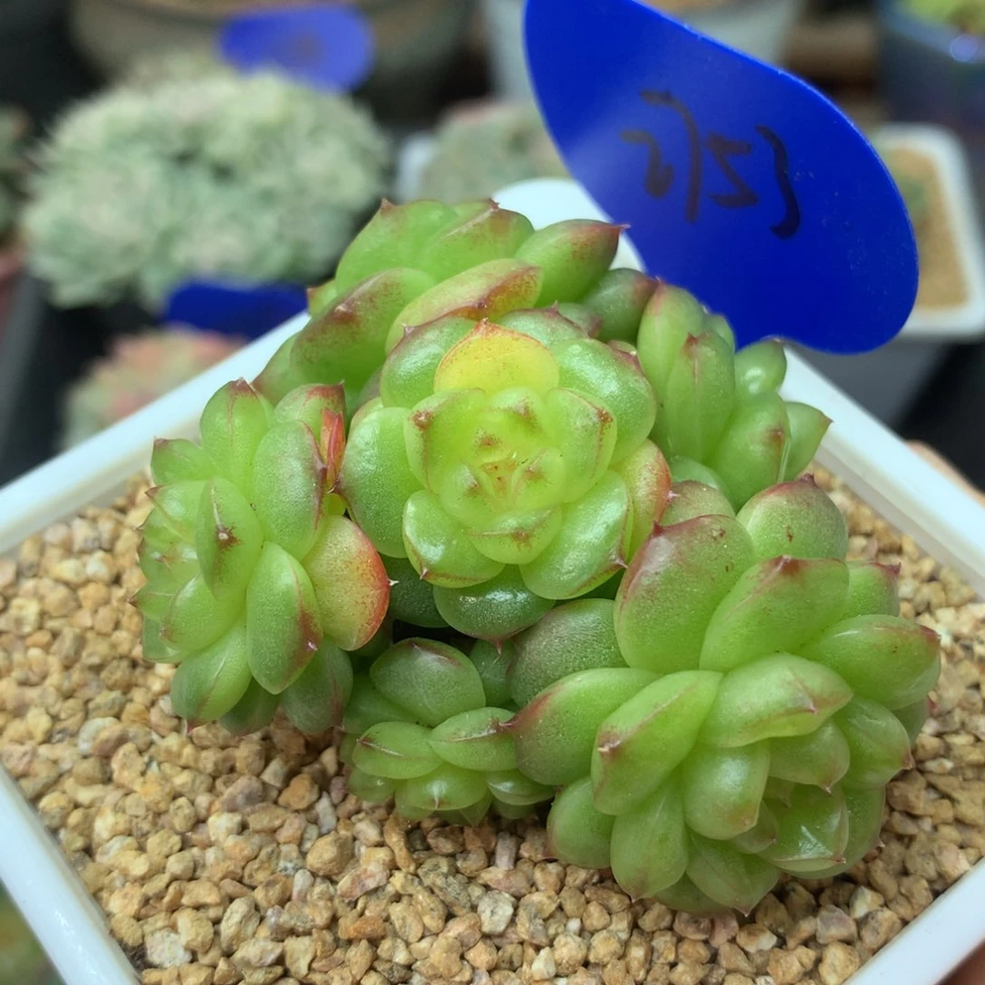 灯泡珍妮捧花群2753