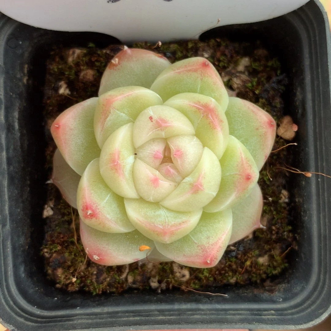 白透珍妮单头3094