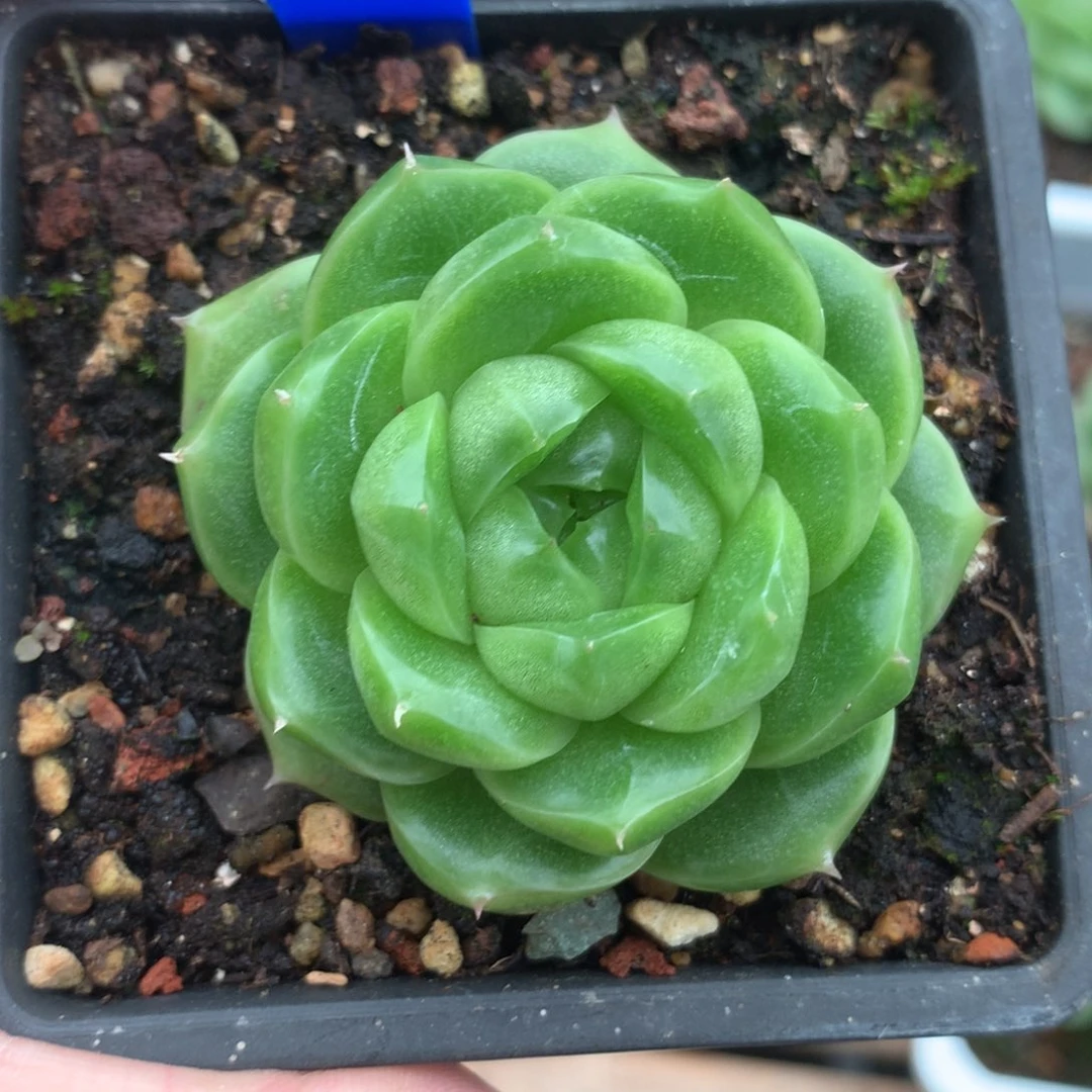 翡冷翠珍妮麦秆，2924