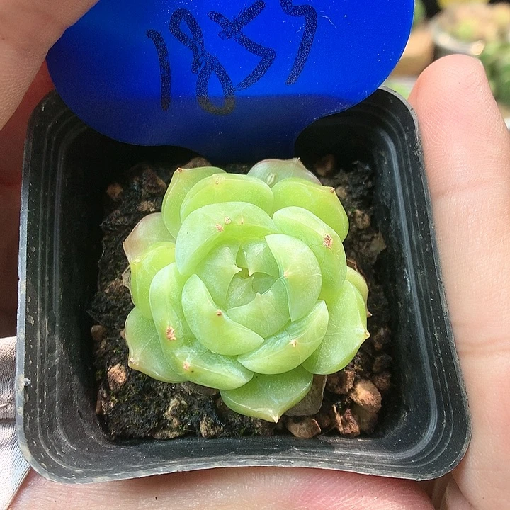 青提珍妮单头1853