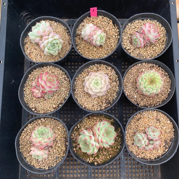 9颗女王玫瑰组合1多肉植物