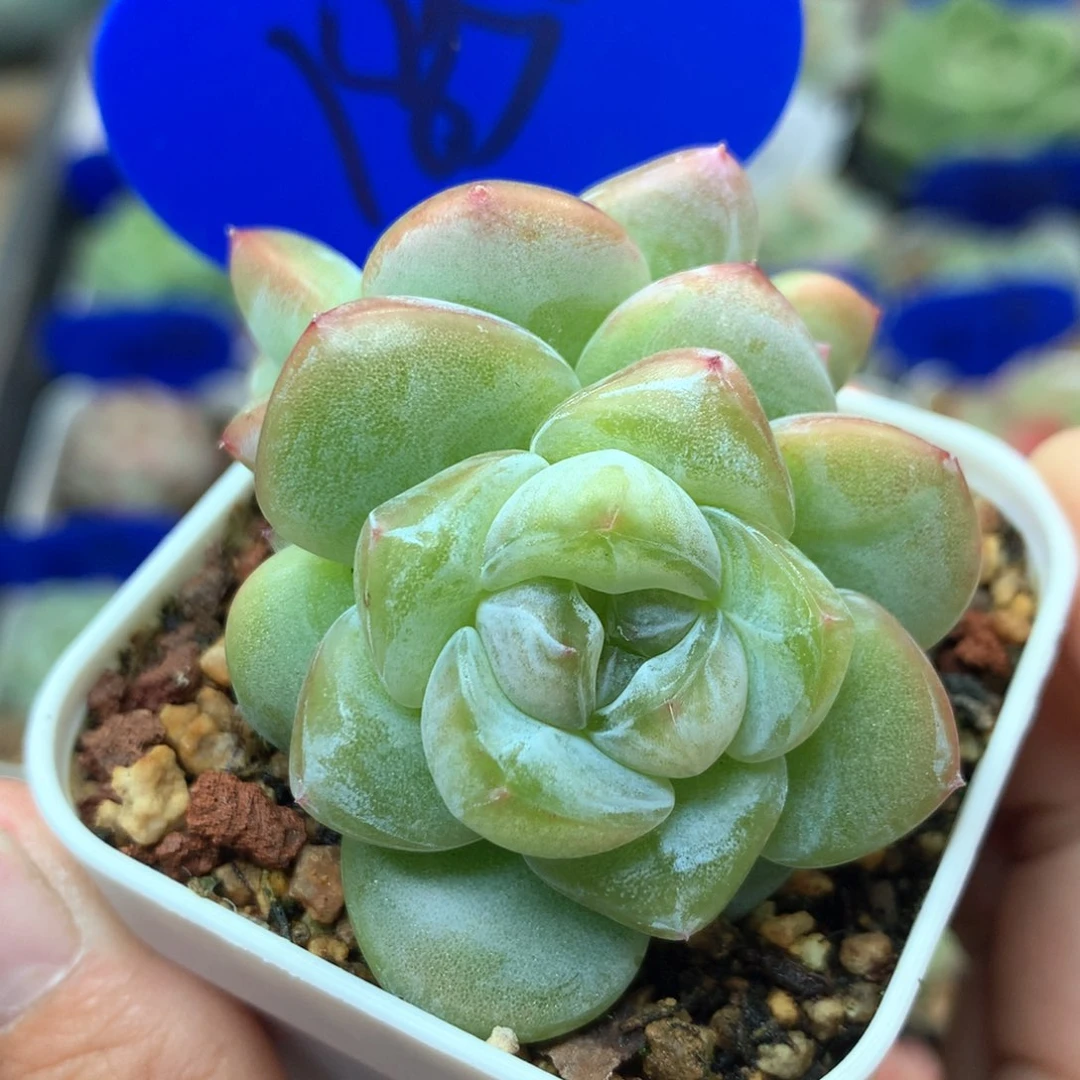 玉簪珍妮双头1850