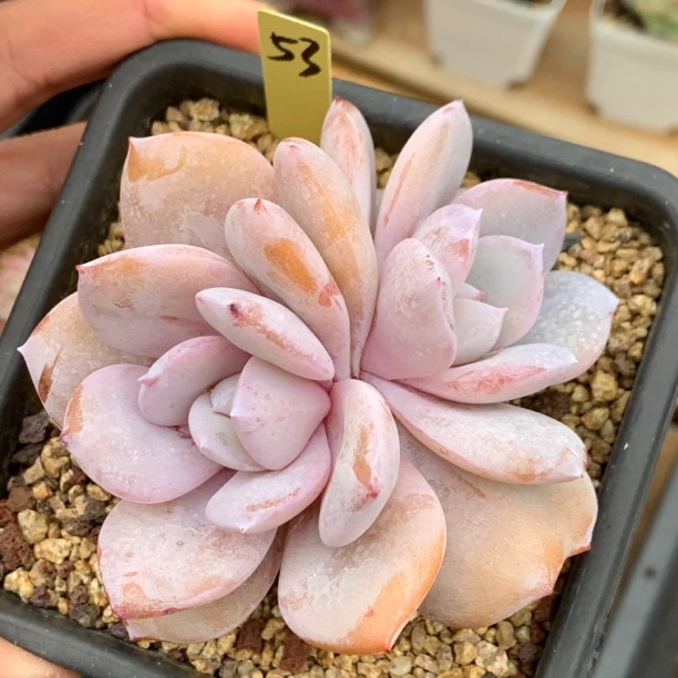 韩货奶茶双头53多肉植物