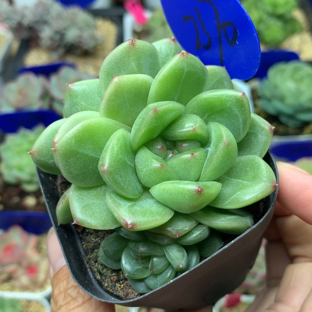 M100珍妮麦秆3头群2370
