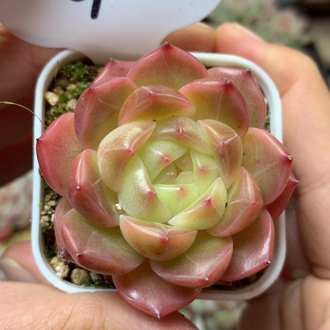 爱丽丝珍妮单头3724