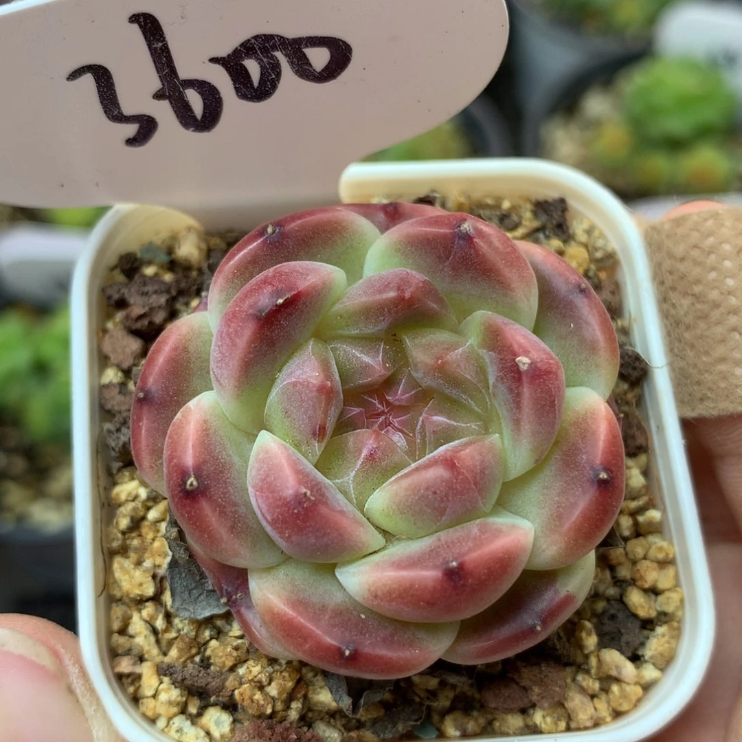 粉钻心冰魄单头3600