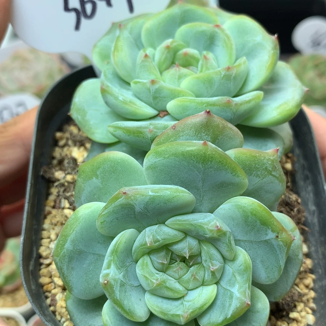 油透暗纹珍妮老桩3649