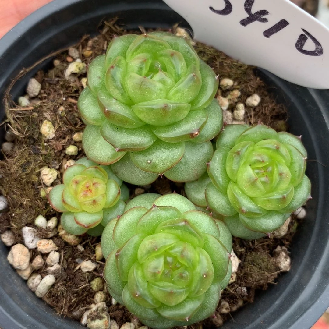 灯泡珍妮自然群，3410