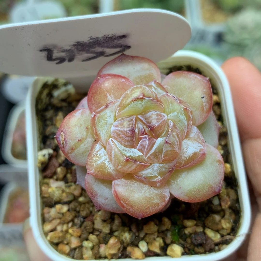 金雀珍妮单头3155