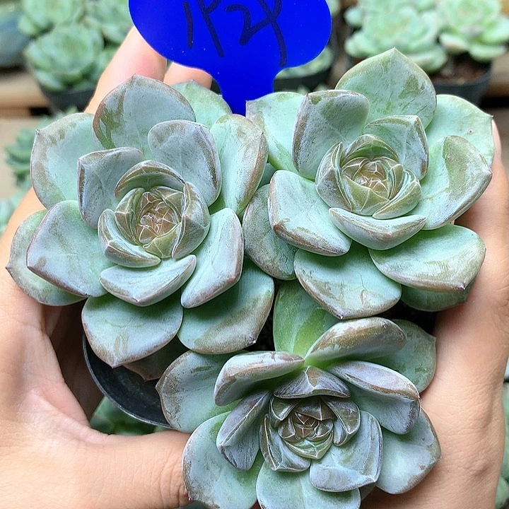 巧克力珍妮老桩1929