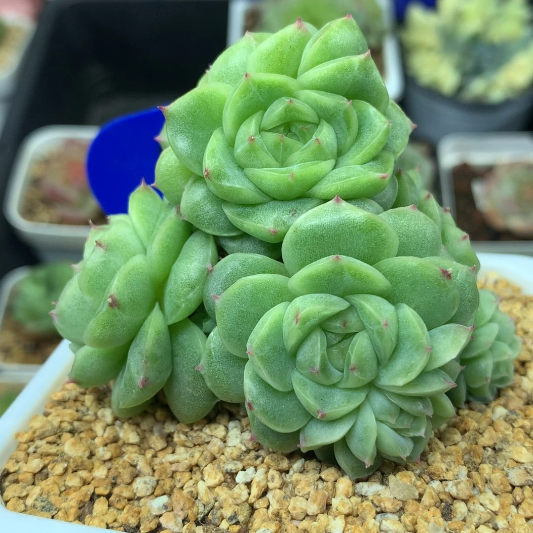 珍妮麦秆群1653可拍