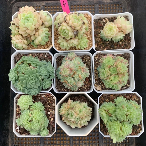 9颗麦秆组合4多肉植物
