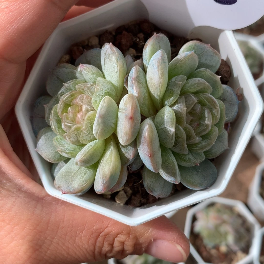 白色恋人双头3455